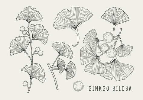 Download Ginkgo Biloba Handdrawn Illustration Vector Art. Choose from over a million free vectors, clipart graphics, vector art images, design templates, and illustrations created by artists worldwide! Tea Leaves Illustration, Ginko Biloba, Leaves Sketch, Aquarius Tattoo, Green Leaf Background, Gingko Leaves, Leaf Illustration, Leaf Drawing, Ginkgo Biloba