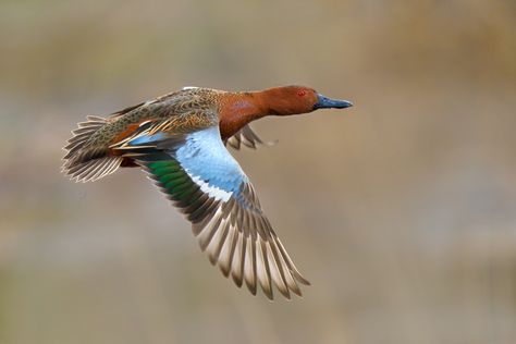 Types Of Ducks, Waterfowl Taxidermy, Waterfowl Art, Hunting Photography, Teal Duck, Birds Beautiful, Duck Pictures, Duck Season, Ducks Unlimited