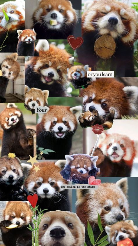 #redpandawallpaper #redaestheticshuffle Red Panda Wallpaper Iphone, Red Panda Wallpaper, Panda Wallpaper Iphone, Red Panda Cute, Red Pandas, Red Panda, Wallpaper Iphone, Iphone Wallpaper, Iphone