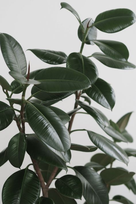 Rubber Plant Care 101: Everything to Know About the Rubber Tree Rubber Plant Care, Plant Leaves Turning Brown, Plant Leaves Turning Yellow, Indoor Planting, Hard Water Spots, Plant Problems, Rubber Plant, Inside Plants, Plant Diseases