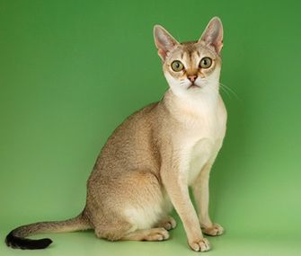 Get the facts on the tiny Singapura, a typically energetic, intelligent and playful cat breed that hails from Singapore. Singapura Cat, All Cat Breeds, Kitten Names, Munchkin Cat, Cat Breeder, Sweet Kitty, Cat Reference, Cute Cat Breeds, Cat Breed