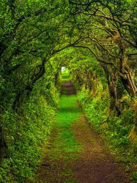 Transfigure Photography - Blog - Fairy trees of Ireland Fairy Trees, Dark Irish, Irish Fairy, Beautiful Ireland, Ireland History, Celtic Legends, Irish Folklore, Irish Mythology, Irish Countryside