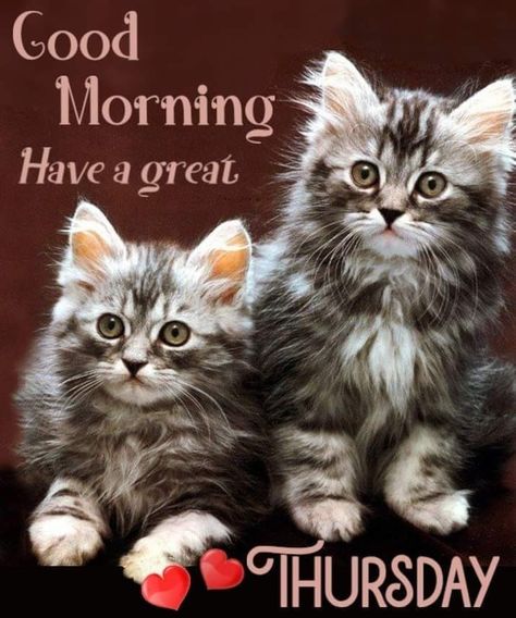 Thursday Cat Humor, Good Morning Thursday Cats, Good Morning It's Thursday, Happy Thursday Pictures, Thursday Pictures, Funny Good Morning Messages, Hello Thursday, Thursday Greetings, Thursday Blessings