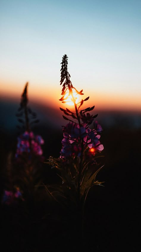 Sunset Iphone Wallpaper, Dark Sun, Iphone Wallpaper Sky, Sunset Wallpaper, Beautiful Nature Wallpaper, Photography Wallpaper, Nature Landscape, Flower Images, Scenery Wallpaper