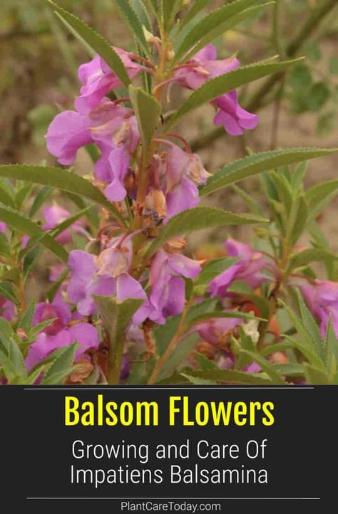 Balsam Flowers Growing and Caring for Impatiens Balsamina Impatiens Balsamina, Flowers Growing, Growing Plants Indoors, Garden Plans, Flower Care, Flower Border, Annual Plants, The Soil, Plant Needs