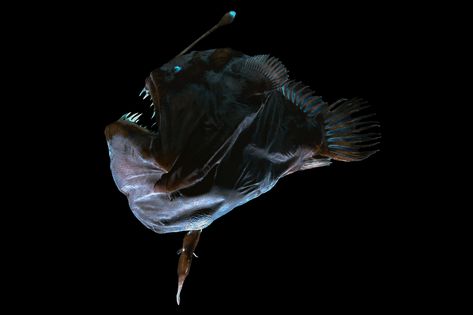 The anglerfish is perhaps the best-known marine animal to make use of bioluminescence. This female Humpback Anglerfish (<em>Melanocetus johnsonii</em>) has a male attached below.<br />Source: Natural History Museum, London Humpback Anglerfish, Visible Light Spectrum, Natural History Museum London, Glow Worm, Deep Sea Creatures, Shine A Light, Angler Fish, Deep Sea Fishing, Natural History Museum