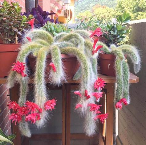 Monkeys Tail Plant, Monkey Tail Plant, Bohemian Plants, Monkey Tail Cactus, Wijaya Kusuma, Rat Tail Cactus, Cactus Seeds, Cactus Care, Succulent Garden Diy