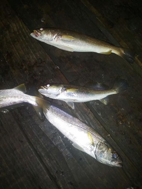 Sand Trout all night! #fishing #61stpier #pier #pierlife #galveston #TX #Texas #dock #gulfofmexico #fish Fishing Store, Fishing Pier, Bait And Tackle, Galveston Tx, Texas City, Night Fishing, Boat Party, Pier Fishing, Historical Place