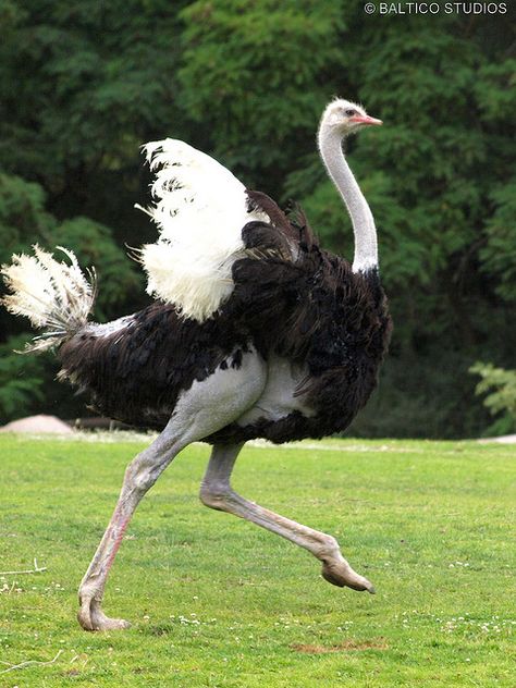 ostrich running wpz P7238003r3 | Flickr - Photo Sharing! Ostrich Running, Wallpaper Animals, Animals Tattoo, Birds Wallpaper, Wallpaper Photography, Flightless Bird, Bird Poster, Bird Wallpaper, Nature Birds