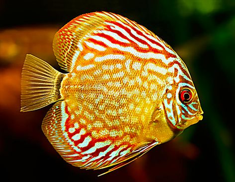 Tropical Fish Pictures, Coral Painting, Social Media Specialist, Tropical Freshwater Fish, Fauna Marina, Fish Artwork, Discus Fish, Tropical Aquarium, Yellow Fish