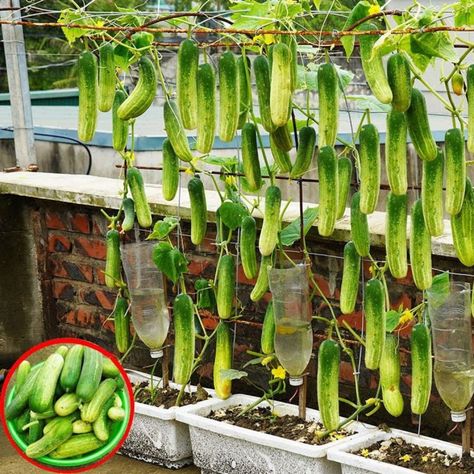 Cucumber Gardening, Diy Balcony, Balcony Garden, Vertical Garden, Orchids, Green, Plants