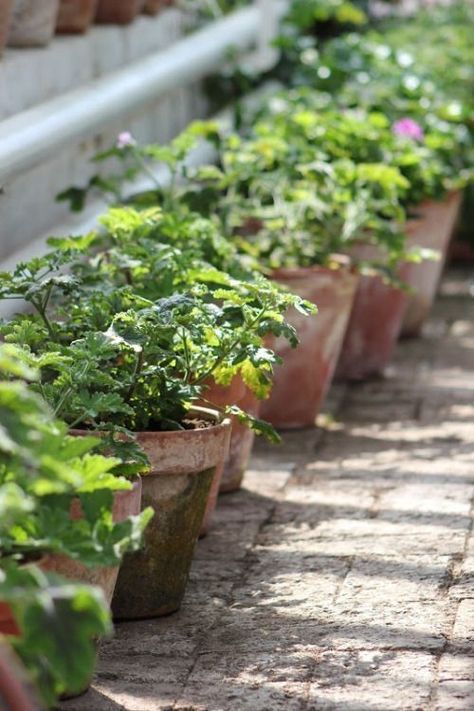 Kitchen Herb Garden Outdoor, Rosemary In A Pot, Herb Planter Ideas, Spanish Garden Ideas, Retail Ideas, Spanish Garden, Garden Guide, Herb Seeds, Healing Herbs