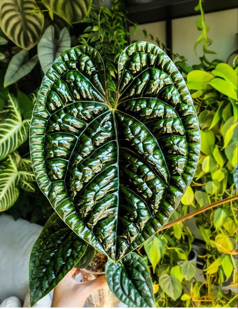 Tropical Landscape Design, Anthurium Plant, Weird Plants, Plant Fungus, Plant Projects, Inside Plants, Room With Plants, Tropical Landscaping, Pretty Plants