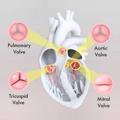 Medical Doctors Worldwide on Instagram: “The four valves in the heart are:  The two atrioventricular (AV) valves, the mitral valve (bicuspid valve) and the tricuspid valve, which…” Tricuspid Valve, Diagnostic Medical Sonography, Mitral Valve, Heart Valves, Nursing School Motivation, Basic Anatomy And Physiology, Cardiac Nursing, Nursing School Survival, Atrial Fibrillation