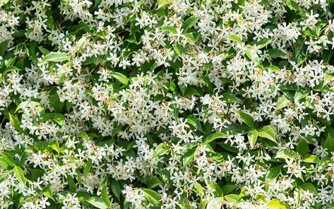 jasmine-climber creeper Jasmine Climber, Climbing Jasmine, Plant Vines, Giant Arborvitae, Creepers Plants, Emerald Green Arborvitae, Shade Tolerant Plants, Plants Uk, Jasmine Plant