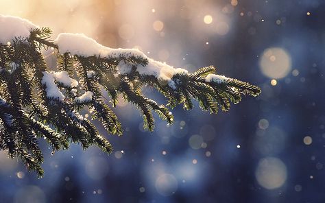 4K Winter wallpapers for iPhone, iPad, or MacBook Christmas Wallpaper Ipad, Christmas Wallpaper Hd, Christmas Desktop Wallpaper, Christmas Background Images, Wallpaper Macbook, Christmas Desktop, Laptop Wallpaper Desktop Wallpapers, Zero Wallpaper, Xmas Wallpaper