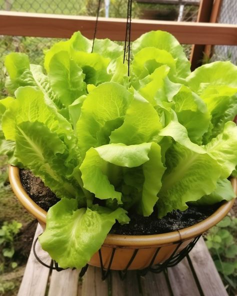 Stop buying lettuce. Here's how to grow it in a pot at home with ease Romaine Lettuce Growing, Lettuce Growing, Types Of Lettuce, Growing Lettuce, Organic Pest Control, Plant Benefits, Herb Garden Design, Peat Moss, Organic Fertilizer