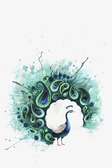 peacock clipart,hand-painted peacock,watercolor peacock,peacock,animal,hand-painted,watercolor Feathers, Art