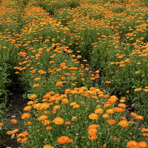 Calendula 🧡 Did you know you can harvest multiple times? You can harvest calendula flowers multiple times during a season. Calendula plants will rebloom in about two weeks after being harvested. Calendula Flowers, Edible Flowers, Did You Know, Collage, Canning, Plants, Flowers, Pins, Quick Saves