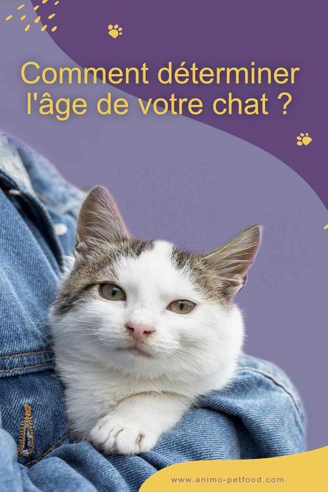 Age Chat, Adoption, Animals