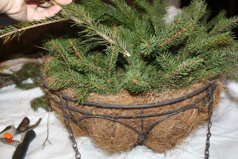 How To Turn Summer Hanging Baskets Into Great Christmas Decorations! Fall Hanging Baskets, Winter Hanging Baskets, Hanging Baskets Diy, Christmas Hanging Baskets, Winter Containers, Christmas Window Boxes, Artificial Hanging Baskets, Outdoor Christmas Planters, Dremel Carving