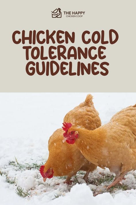 Two chickens pecking at the ground with a light covering of snow, illustrating an article on chicken cold tolerance guidelines. Cold Weather Chickens, Chickens In Winter Cold Weather, Keeping Chickens Warm In Winter, Educating Yourself, Chickens In The Winter, Keeping Chickens, Baby Chickens, Match Point, Chicken Feed