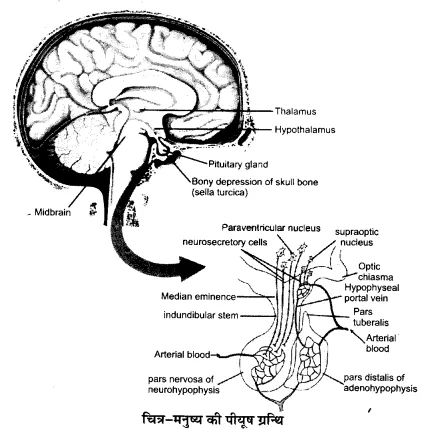 UP Board Solutions for Class 11 Biology Chapter 22 Chemical Coordination and Integration https://www.upboardsolutions.com/class-11-biology-chapter-22/  #UPBoardSolutionsforClass11Biology #UPBoardSolutionsforClass11BiologyChapter22 Chemical Coordination And Integration, Class 11 Biology, Up Board, Class 11, Given Up, Biology, Human