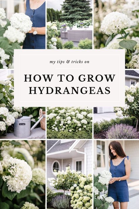 My Tips & Tricks on How to Grow Hydrangeas Boxwoods And Hostas, Hydrangeas On Side Of House, Best Time To Plant Hydrangeas, Hydrangea Care How To Grow, Smooth Hydrangea Landscaping, Plant Hydrangeas In Ground, How To Get Hydrangeas To Bloom, How To Plant Hydrangeas, Front Of House Hydrangeas