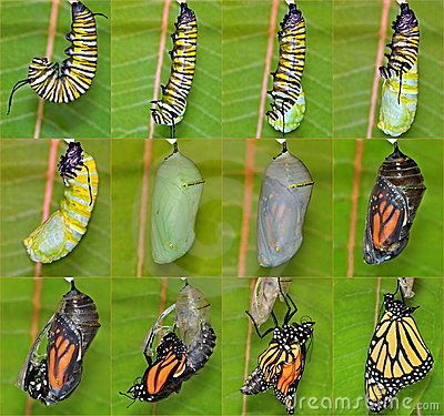 A complete twelve- step Monarch butterfly metamorphosis capturing this remarkable creatures miraculous life cycle. Butterfly Hatching, Raising Monarch Butterflies, Raising Butterflies, Monarch Butterfly Garden, Butterfly Metamorphosis, Butterfly Chrysalis, Butterfly Garden Plants, Butterfly Habitat, Monarch Caterpillar