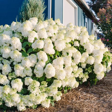 Magnolia Tree Landscaping, Hydrangea Shade, Nursery Needs, Hardy Hydrangea, Big White Flowers, Hydrangea Landscaping, Hydrangea Shrub, Smooth Hydrangea, Endless Summer Hydrangea