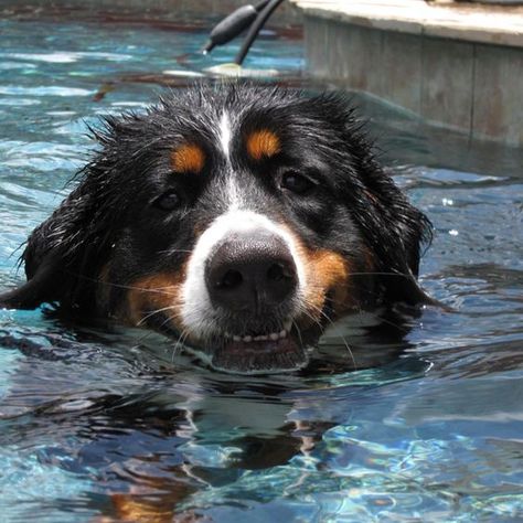 They Really Hate Being In Water. Pool Wallpaper, Mountain Dog Breeds, Burmese Mountain Dogs, Bernese Mountain Dogs, Friendly Dogs, Bernese Mountain Dog Puppy, All About Food, Dog Swimming, Food And Nutrition