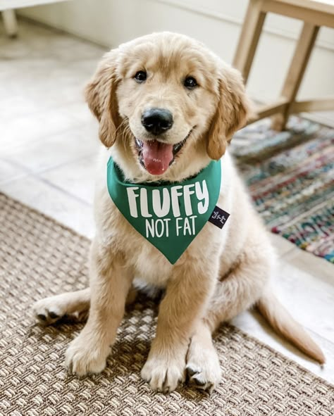 Golden Retriever Puppy Bandana, Dog Bandana Cricut, Dog Bandana Quotes, Funny Dog Bandanas, How To Make Dog Bandanas, Cute Dog Bandanas, Dog Bandana Ideas, Dog Bandana Sayings, Dog Shirt Ideas