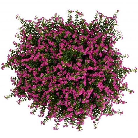 Cuphea FloriGlory Diana | All-America Selections Cuphea Plant, Mexican Heather, Trees Top View, Pink Flowering Trees, Heather Plant, Tree Plan, Magenta Flowers, Starting Seeds Indoors, Corn Plant