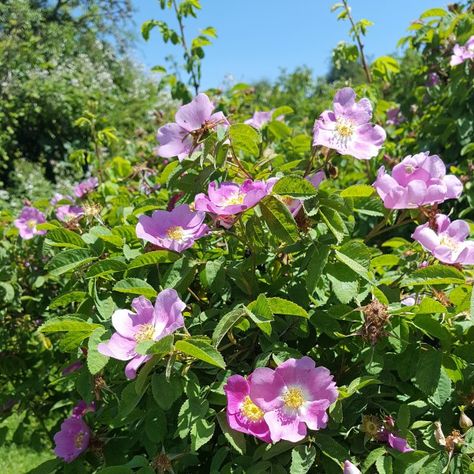 Of Wild Rose Petal Jelly & Scottish Scones - NittyGrittyLife Plant Landscaping Ideas, Scottish Scones, Nootka Rose, Plants For House, Rose Pics, Rose Reference, Hampshire House, Home Decor 2023, Privacy Plants