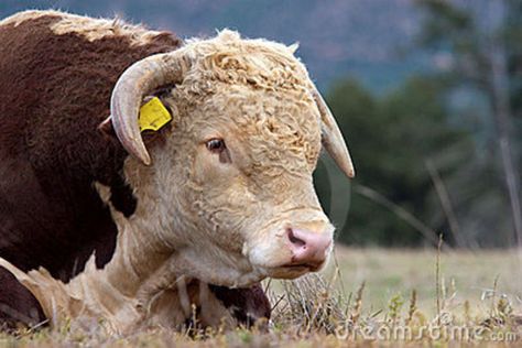 Bodacious Bull, Eland Bull, Beefmaster Bull, Hereford Bull, Indian Gaur Bull, Miniature Hereford Cattle, Bucking Bulls, Hereford Cattle, Big Deer