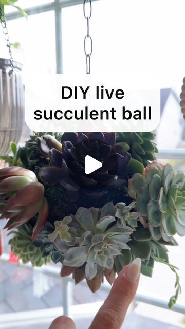 Samantha Hermann on Instagram: "This was touch and go the whole time 😅

I almost gave up a few times but the end result was worth it!

If you can buy a pre-made moss ball I suggest that! The forming it into a ball was the hardest part.

I just used my normal diy mix (comment soil for the ingredient list) and added enough to make a ball the size I wanted. Keep in mind these get very heavy! I wish I would’ve done smaller.

Using floral pins would also work well to keep the succulents in place.

To water, soak when the ball is completely dry. 

Mine is hanging in a south window and will go outside in the summer. It’s very important that these get as much sun as possible. 

Any other questions? Leave them in the comments!" Hanging Moss Balls, Succulent Balls Hanging, Succulent Ball, Succulent Table Decor, Diy Moss Ball, Moss Ball, Ingredient List, Moss Balls, The Hardest Part