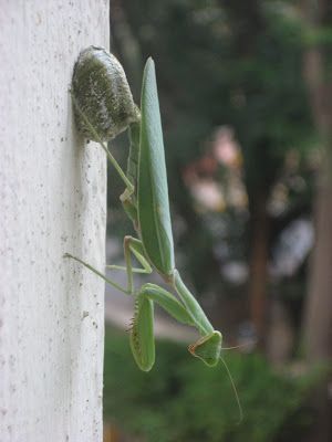 Praying Mantis Laying Eggs in My Balcony Garden - i Share Praying Mantis Life Cycle, Stick Insect, Praying Mantis, Egg Laying, Life Stages, Life Cycle, Balcony Garden, Life Cycles, My Garden