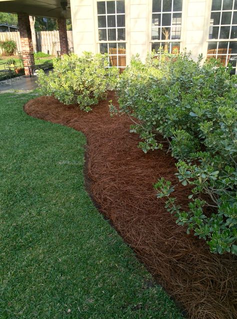 More pine straw... Pine Mulch Landscaping, Pinestraw Flower Beds, Pine Needle Mulch Landscaping, Pine Needles Landscaping, Pine Needle Landscaping, Pine Straw Landscaping Flower Beds, Landscaping With Pine Straw, Pinestraw Landscaping, Pine Straw Landscaping