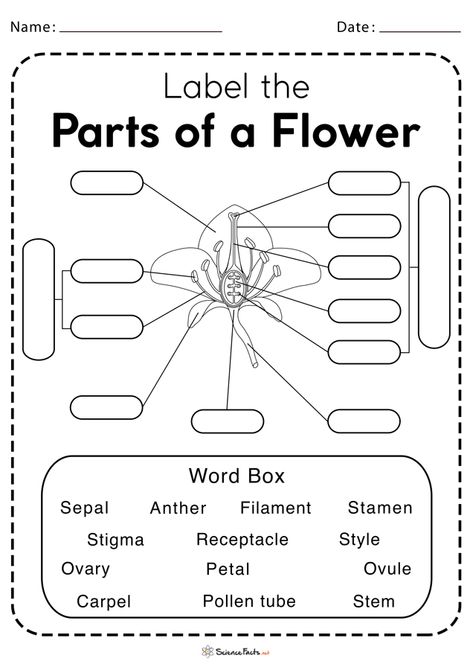 Label Flower Parts, Parts Of A Flower Printable, Flower Worksheet, Flower Label, Flower Parts, Plants Worksheets, Plant Parts, Kids Worksheet, Homework Worksheets