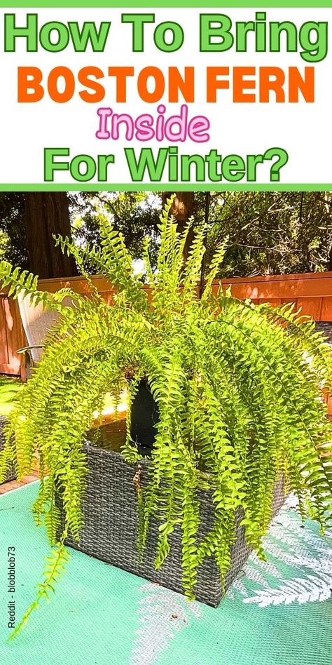 Bringing Boston Fern Inside, Winterizing Boston Fern, Indoor Care for 
Boston Fern, Boston Fern Winter Care, Boston Fern Indoor Tips How To Grow A Boston Fern
- Boston Fern Winter Care
- Boston Fern Care
- Boston Fern Care Guide
- Boston Fern Care Indoor
- Boston Fern Care Outdoor
- Boston Fern Growth
- Caring For Boston Ferns Outdoors
- How To Care For A Boston Fern
- Boston Fern Outdoor Temperature
- Boston Fern Over Winter Bringing Ferns Inside For Winter, Boston Fern Indoor, Water Ferns, Ferns Care, Boston Fern, Overwintering, Winter Plants, Growing Plants Indoors, Best Practices