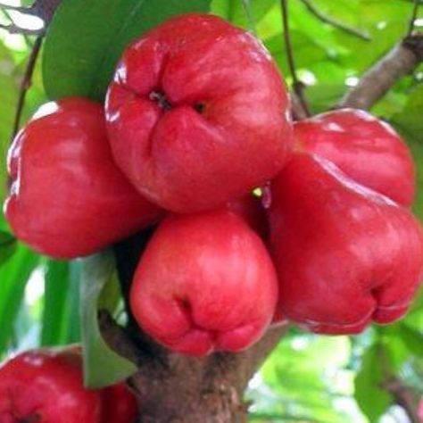 Filipino Makopa (Bell fruit). Rose Apple Fruit, Rose Apple Tree, Amazing Fruits, Rose Apple, Strange Fruit, Jamaican Food, Apple Roses, Types Of Fruit, Apple Seeds