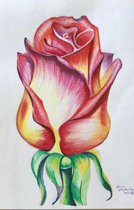 Realistic Flower Drawing Pencil, Realistic Flower Drawing Color, Colored Pencil Drawings Of Flowers, Flower Drawing Color Pencil, Themes To Draw, Realistic Flower Drawing, Colored Pencil Artwork Ideas, Colored Pencil Art Projects, Pencil Drawings Of Flowers