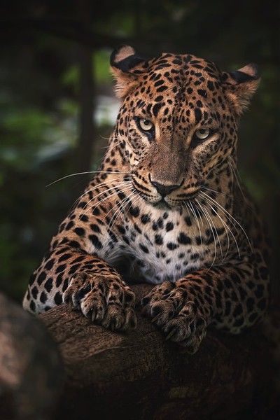 Xare, Big Cats Photography, Jaguar Animal, Wild Animals Photography, Big Cats Art, Majestic Animals, Cat Photography, Cute Wild Animals, Cat Aesthetic