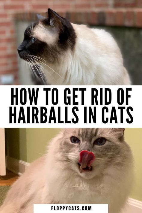 Cat Grooming Styles, Cat Remedies, Processor Recipes, Grooming Hacks, Cat Health Problems, Cat Groomer, Cat Area, Cat Advice, Cat Grooming Tools