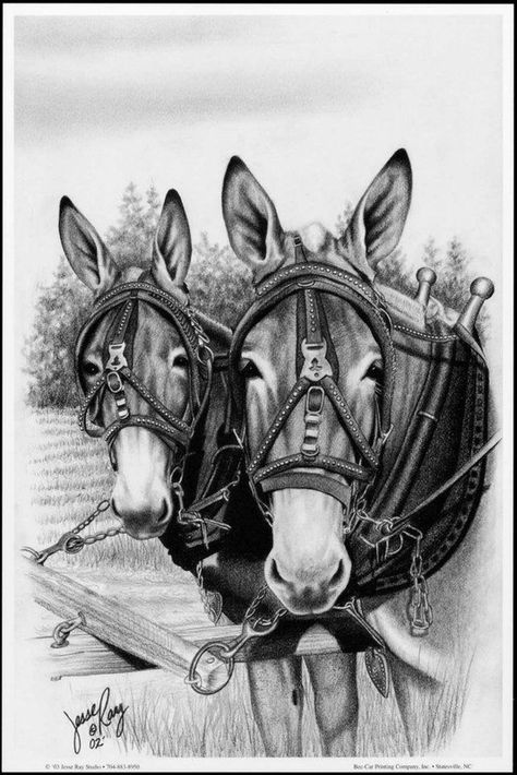 Classic mules pause in the field, all ready for work. Classy Wall Art, Mules Animal, Barnwood Frames, Friends Drawing, Hunting Club, Hot Springs Arkansas, Living Room Den, Adult Coloring Designs, Cowboy Art