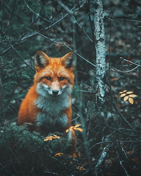 Made a fox friend in the forest & we had a staring competition Fox In The Forest, Fox Painting, Canada Photos, Forest Spirit, Types Of Animals, Majestic Animals, Alaska Travel, Adventure Photography, Cute Fox