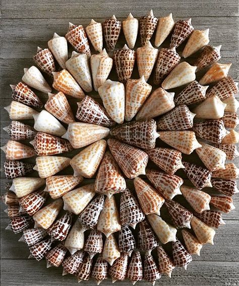 Amandas Ocean Treasure on Instagram: “Anyone else Love CONES like I do ? 🥰#beach #beachlife🌴 #beachdays🌊 #cones #alphabet #beachcomberexperience #beachcomberisland #chocolate…” Australian Sea Shells, Shell Types Seashells, Magic Conch Shell, Horse Conch Shell, Ocean-inspired Abalone Shell For Beach, Cone Shell, Ocean Treasures, Beach Combing, Beach Life