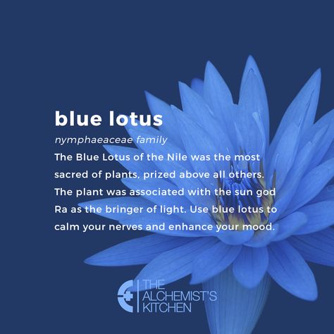 Deep Dreaming with Blue Lotus #herbs #herbalhealth #alternativehealing #health #thealchemistskitchem #herbalism #cleanliving #lotus Flower Magical Properties, Blue Lotus Tea, Lotus Flower Pictures, Symbole Viking, Lotus Tea, Rhapsody In Blue, Blue Lotus Flower, Magic Herbs, Writing Motivation