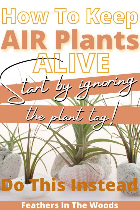 Keeping Plants Alive, Air Plant Garden, Vegetable Harvest, Plant Care Instructions, Air Plants Care, Easy Plants To Grow, Household Plants, Homestead Gardens, Witch Garden