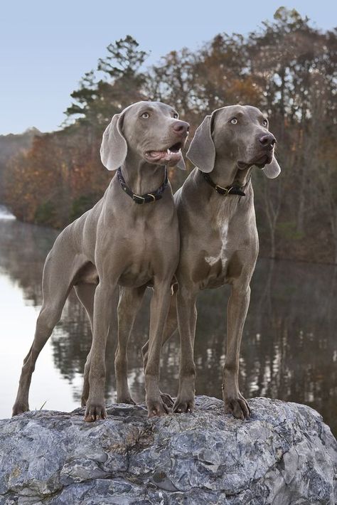 10+ Best Weimaraner Dog Names – The Paws Wimerwiner Dog, Prettiest Dogs, Smartest Dogs, Weimaraner Puppies, Smartest Dog Breeds, German Dog, Weimaraner Dogs, Sporting Dogs, Dog Obedience